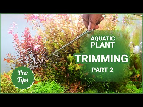 How to trim aquarium plants (Part 2)|Planted Aquarium Trimming (Part 2)| Nature Aquarium Maintenance