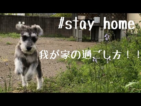 [多頭飼い初心者] お家で過ごそう！！お庭も楽しいよ♪