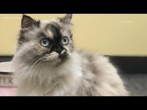 BENTLEY & FRIENDS: Senior cat Isabella longs for a permanent home