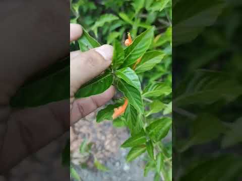 planta medicinal SANGRE DE CRISTO #shorts #plantas #agricultura #saludable #recetas #remedios