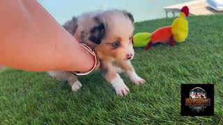 Video preview image #2 Miniature Australian Shepherd Puppy For Sale in GRANBURY, TX, USA