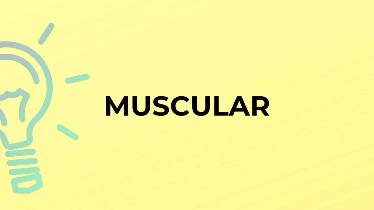 What is the meaning of the word MUSCULAR?
