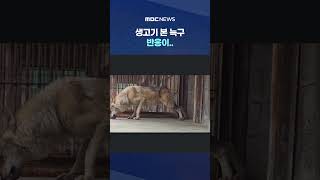 아직 여전한 '야생의 기억'?, 생고기 본 늑구 반응이.. #Shorts (MBC뉴스)