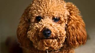 ALGO LOCO DE ESPINOZA PAZ