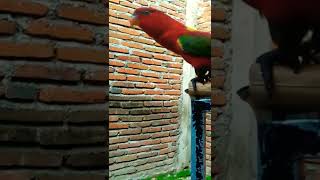 Download lagu SUARA NURI TERNATE FULL ISIAN mp3