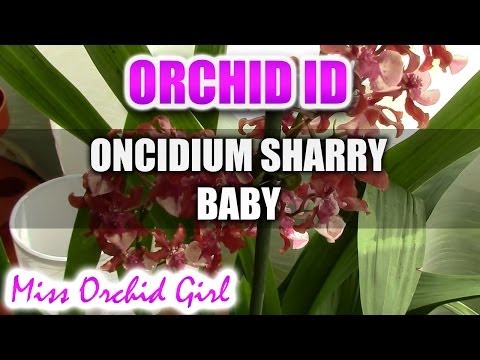 Oncidium Sharry Baby Sweet Fragrance - Chocolate fragrance everywhere!