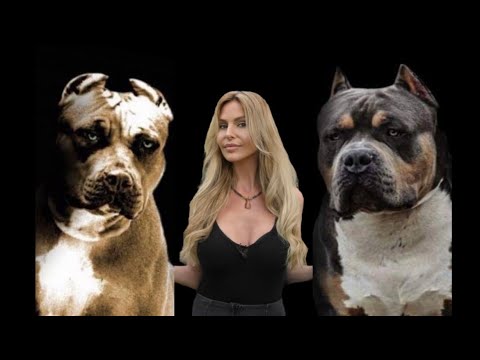 DOG KILLERS? - AMERICAN PITBULL TERRIER Vs AMERICAN BULLY DOG