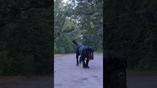 Download lagu #Mastino napoletano Ernesto comes over to say hi 😉🐾❤️#mastiff mp3