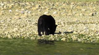 preview picture of video 'Black Bear in the Clayoquot Sound with Tofino Whale Centre Part 2'