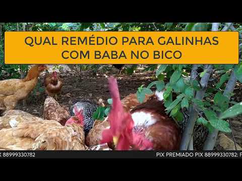 , title : 'QUAL REMÉDIO PARA GALINHAS COM BABA NO BICO'