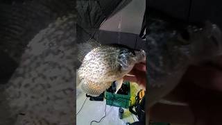 Crappie Fishing -26°C / -14.8°F