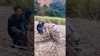 Farmers use ropes to carry crops upward from low ground