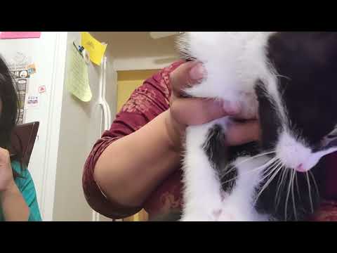 my cat... his name is kavi