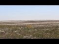 Ах ты, степь широкая...Степь весной. Russian nature spring steppe ...