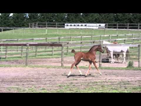 Vortex  - Syrah Arabians