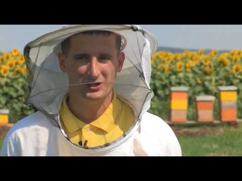 Boja meda ep. 19 17.07.2018. Nozemoza, šumski med, organsko pčelarstvo