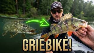 20centimetrų ešerį griebė lydeka! Ešerių žvejyba džigu upėje.