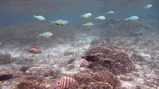 preview picture of video 'SNORKEL TAHITI SOFITEL MOOREA BEACH RESORT'