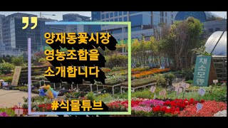 양재동꽃시장 영농조합 봄꽃을 소개합니다. #식물튜브 #양재꽃시장 #양재동꽃시장 #봄꽃