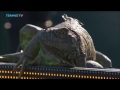 Iguana invades tennis court