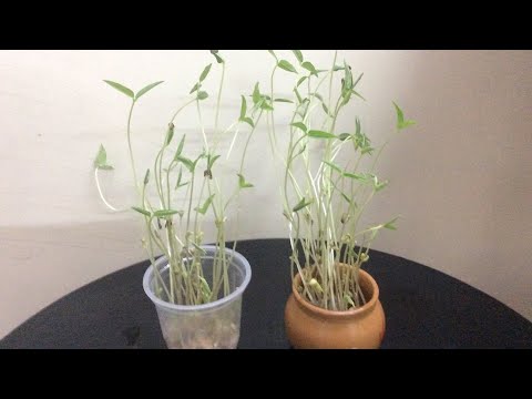 download lagu mp3 mp4 How To Grow Green Gram Plant At Home, download lagu How To Grow Green Gram Plant At Home gratis, unduh video klip How To Grow Green Gram Plant At Home