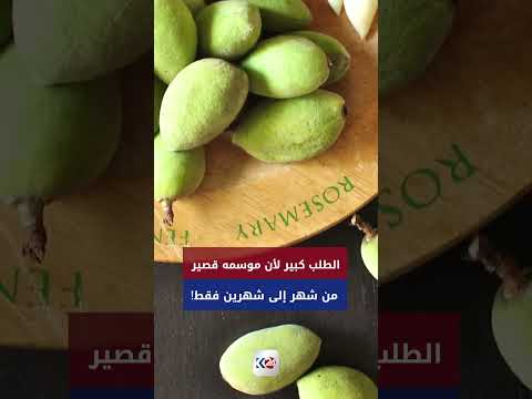 الربيع في كوردستان يعني شي واحد: موسم اللوز الأخضر بدأ 