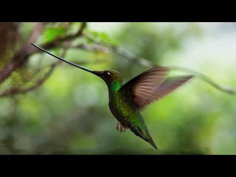 The World's Longest Beak* | Planet Earth II | BBC Earth