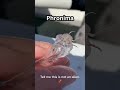 3 Rare Deep Sea Animals Caught While Fishing Shorts