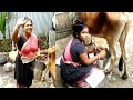 Village Woman Cow Milking And Drinking Village Life With Maloti