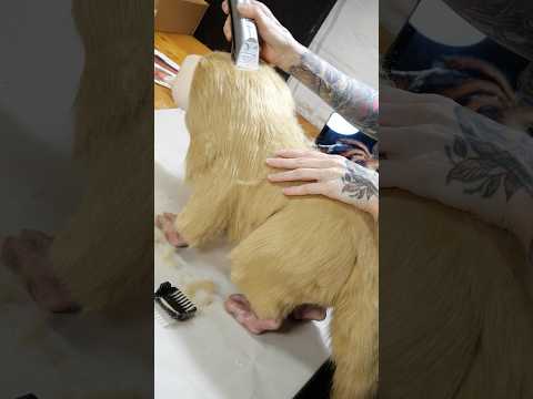 Building a Nix puppet in 4 weeks #starwarsoutlaws