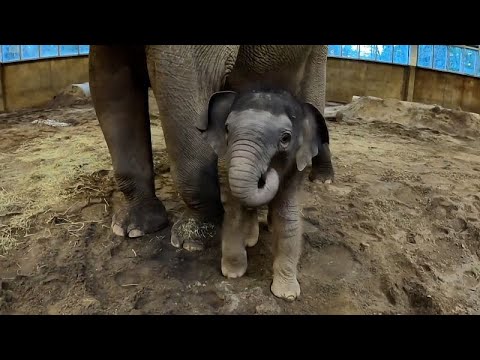 Video Thumbnail: Oregon Zoo's baby elephant to make debut appearance on 21 February