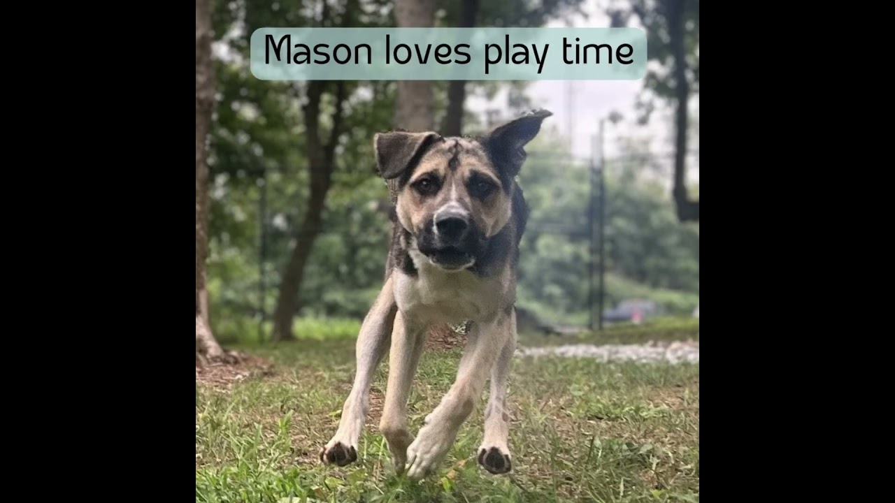 MASON, a Adoptable mixed breed in Athens, AL video 6/6