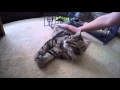 Popular Sitka Loves Polydactyl Maine Coon Kitten, Video Polydactyl Cat paling update!