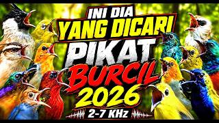Download lagu 🐦🎶 SUARA PIKAT BURUNG RIBUT TERBAIK! Bikin Burung Kecil Berdatangan 🌿🔥 Kualitas Super Jernih mp3 Download lagu 🐦🎶 SUARA PIKAT BURUNG RIBUT TERBAIK! Bikin Burung Kecil Berdatangan 🌿🔥 Kualitas Super Jernih mp3