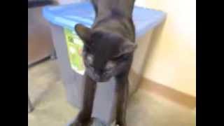 preview picture of video 'Adopted!! Simon @ Jefferson County Humane Society, Wintersville, OH'