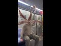 They Are Everywhere PARASYTE THE GREY Is Now Streaming