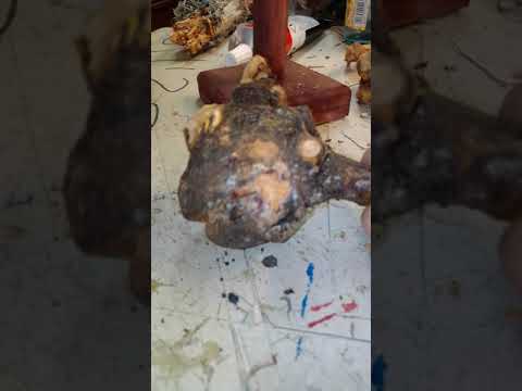 Madera,  nudos encontrados en Cobaleda Soria