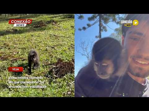 Vídeo: Vídeo mostra momento em que macaquinho ‘faz amizade’ com trabalhador.