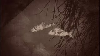 The Garden Explorer || A Film by Mia (2023)