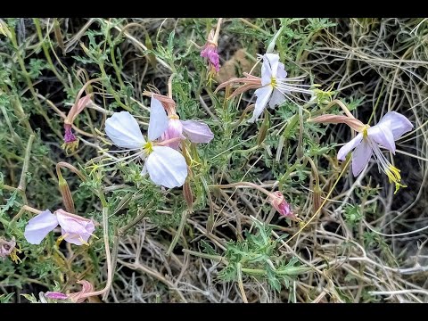 Native Plants of Coronado Historic Site - Pale Evening Primrose