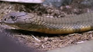 Cobras