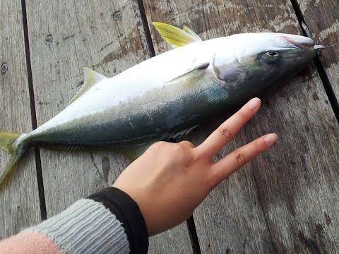 download lagu mp3 mp4 Gymea Bay Baths Fishing, download lagu Gymea Bay Baths Fishing gratis, unduh video klip Gymea Bay Baths Fishing