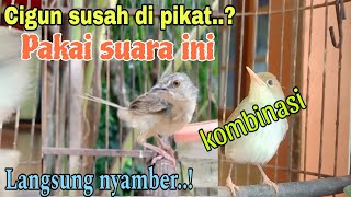 Download lagu suara cigun ribut kombinasi prenjak untuk pikat cigun liar mp3 Download lagu suara cigun ribut kombinasi prenjak untuk pikat cigun liar mp3