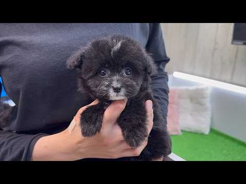 YouTube動画のサムネイル