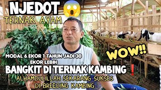 Download lagu pak Yogi, bangkrut ternak ayam beralih ternak kambing sekarang sukses di breeding kambing mp3 Download lagu pak Yogi, bangkrut ternak ayam beralih ternak kambing sekarang sukses di breeding kambing mp3