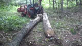 Tractor skidding Ash logs