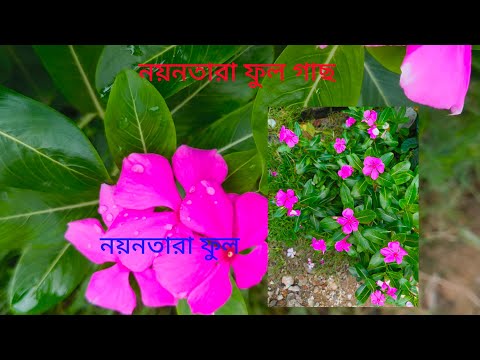 নয়নতারা ফুল।। ইউটিউব।। ভিডিও।।#garden🔥 #yashashree  Gardening #পরিচর্যা #ভিউবাড়ানোরউপায়