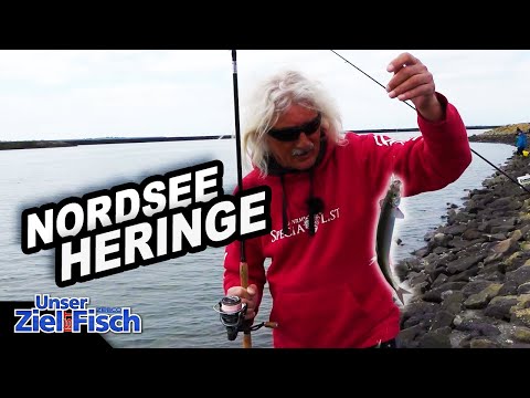 HERRINGS WANT THIS LEADER: On the NORTH SEA with JÖRG OVENS - Our goal is fish - Fishing School