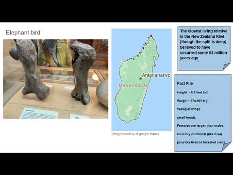 Ratites - Palaeognathae 