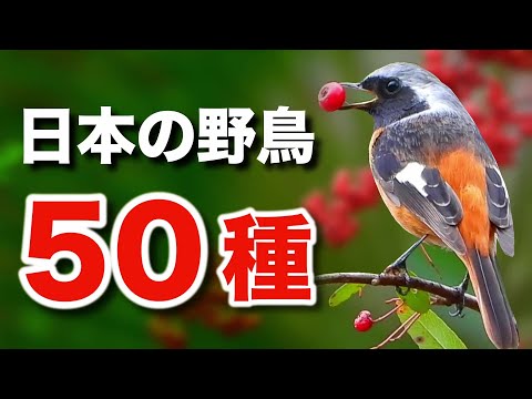 カルデエリス・ピナス